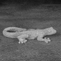 Figurka z żywicy poliestrowej salamandra 19 x 10 x 4 cm srebrna    