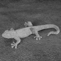 Figurka z żywicy poliestrowej Salamandra 25 x 12 x 6 cm srebrna