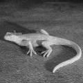 Figurka z żywicy poliestrowej Salamandra 22 x 18 x 5 cm srebrna 