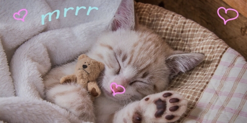 Ręcznik Plażowy Kąpielowy KOTKI 70x140      