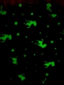 Koc Świecący w ciemności 150x200 Jednorożec i gwiazdy Fluo