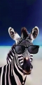 Ręcznik Plażowy Kąpielowy 70x140 Zebra w Okularach  